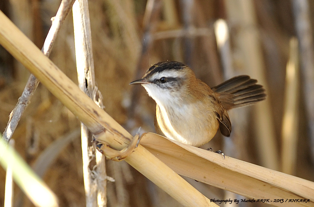 Moustached Warbler