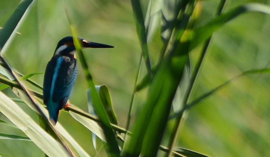 Common Kingfisher