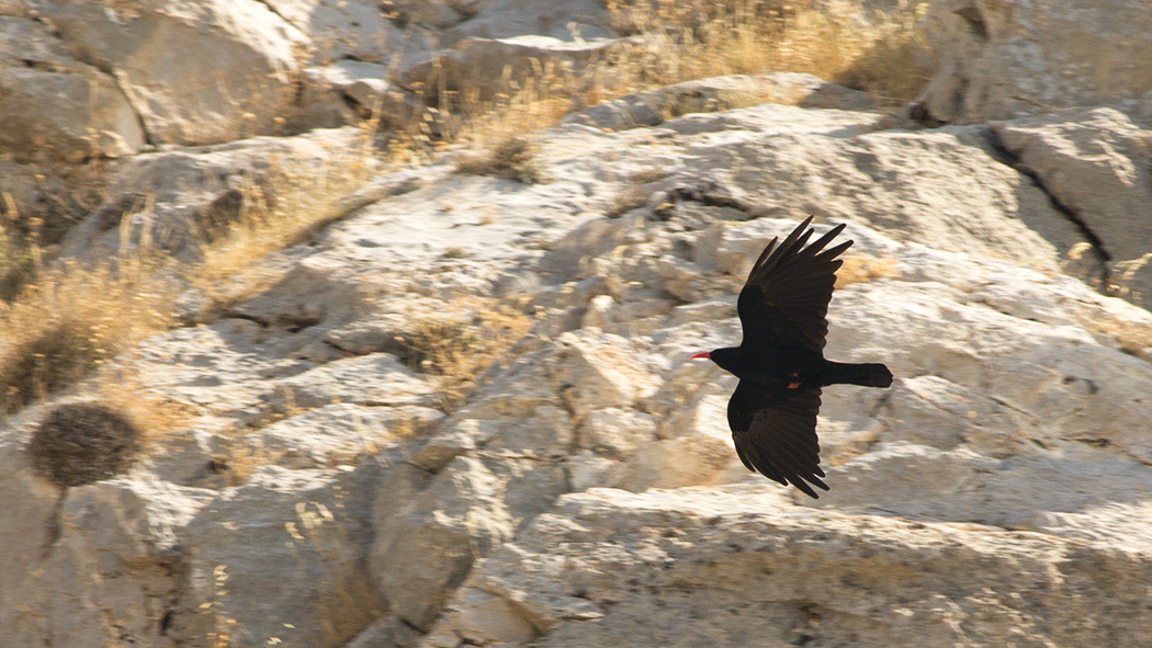 Red-billed Chough