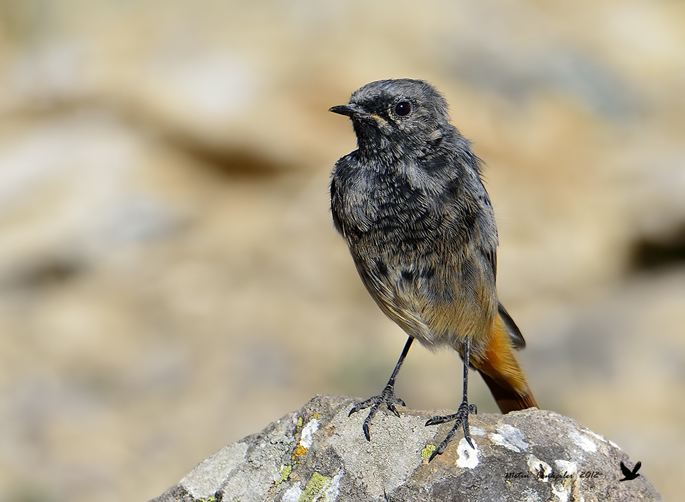 Black Redstart