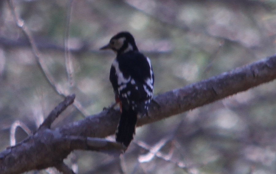 Great Spotted Woodpecker