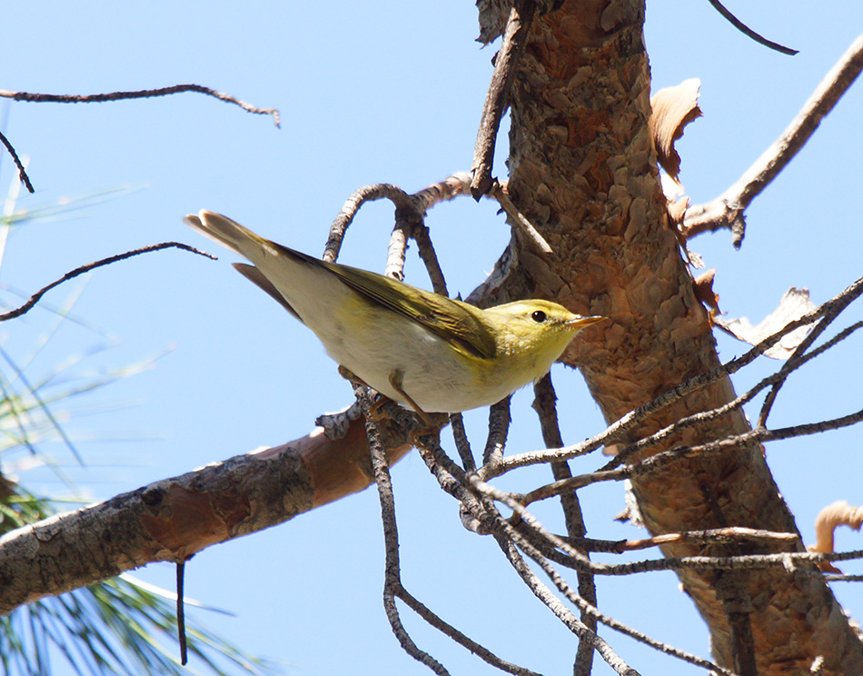 Wood Warbler