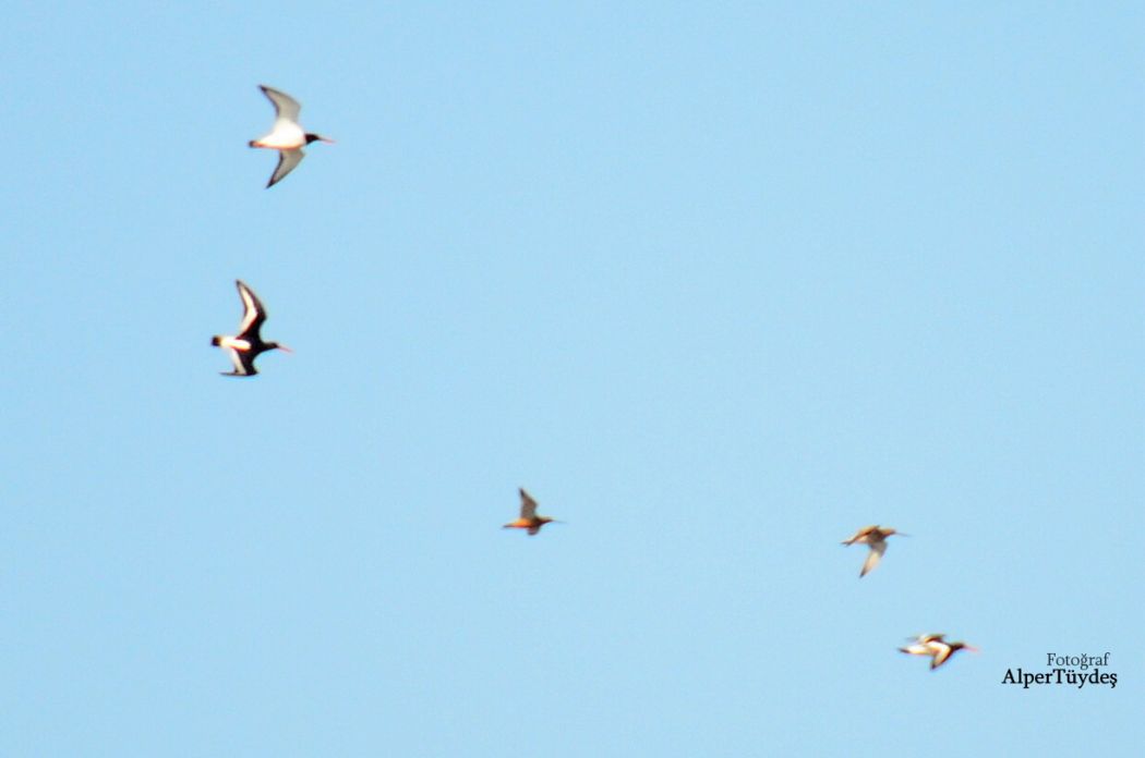 Eurasian Oystercatcher