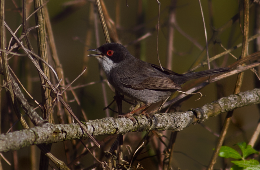 Sardinian Warbler