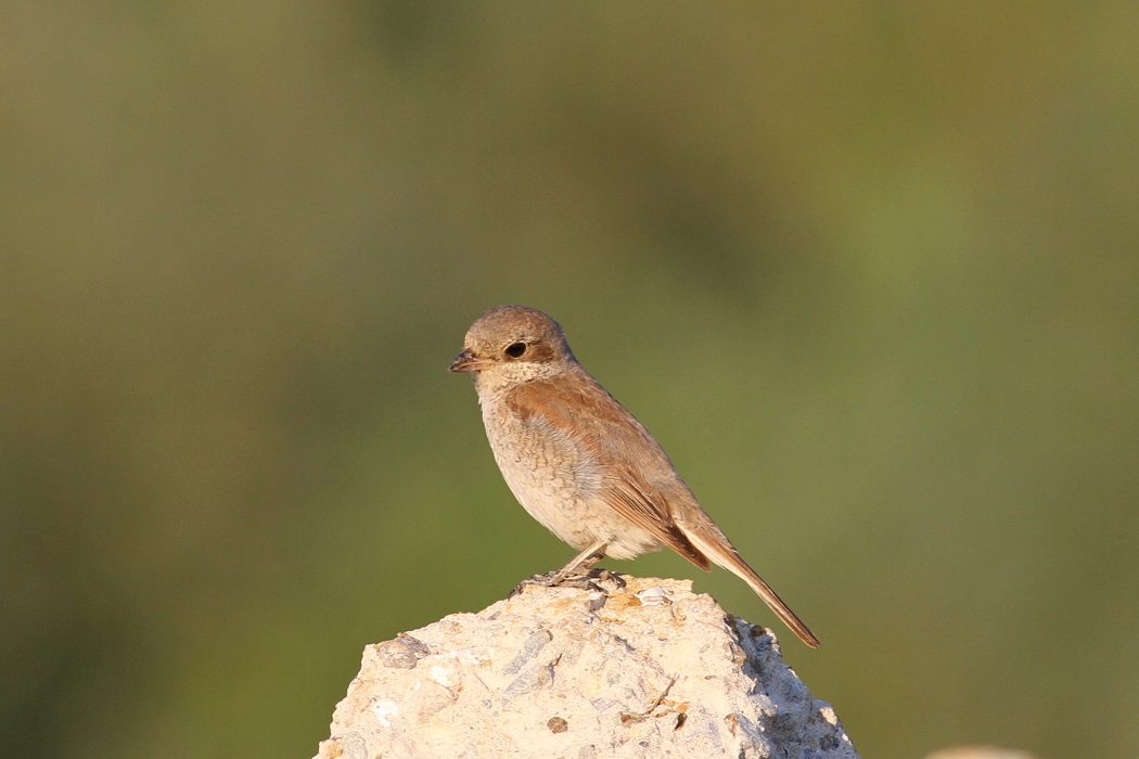 Red-backed Shrike