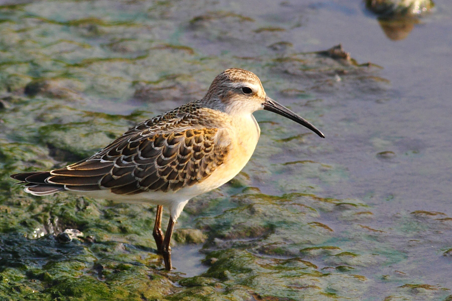 Curlew Sandpiper