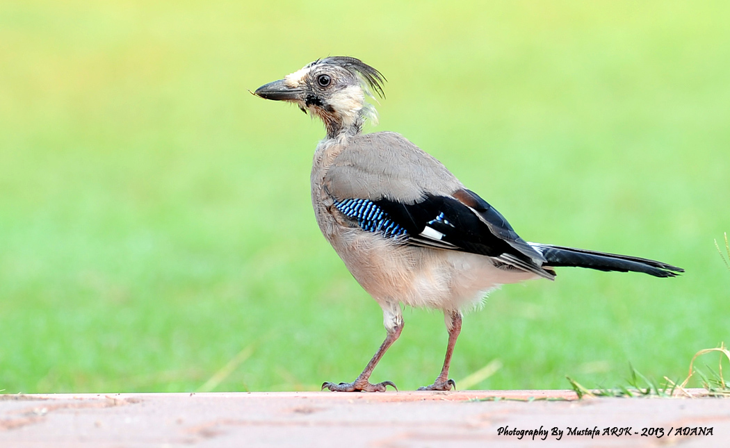 Eurasian Jay
