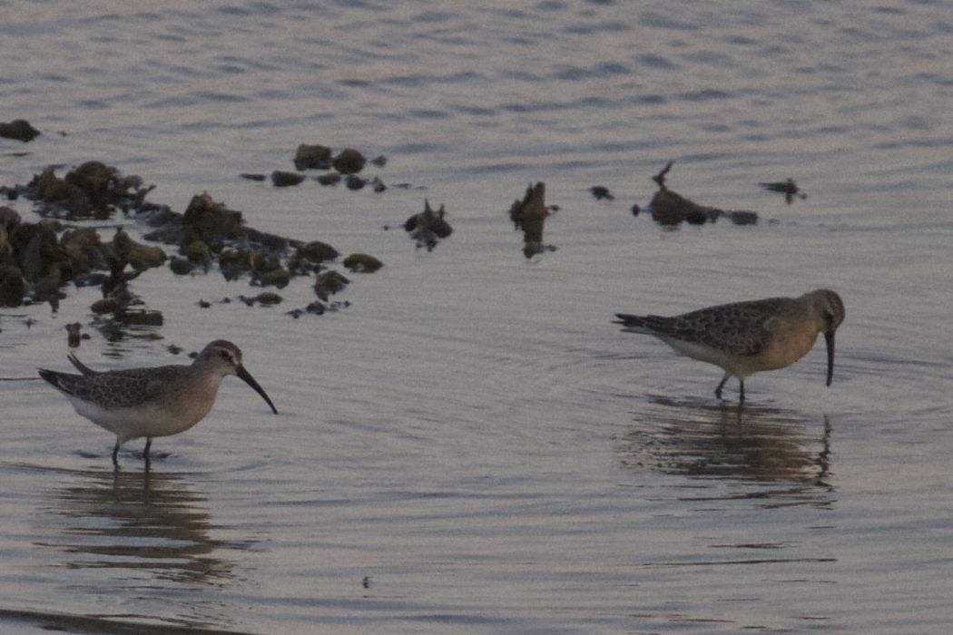 Curlew Sandpiper