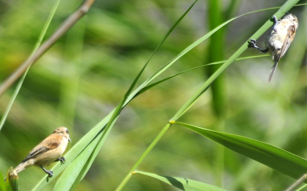 Eurasian Penduline Tit