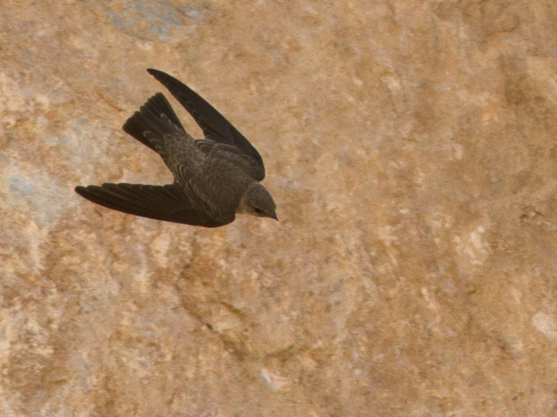 Eurasian Crag Martin