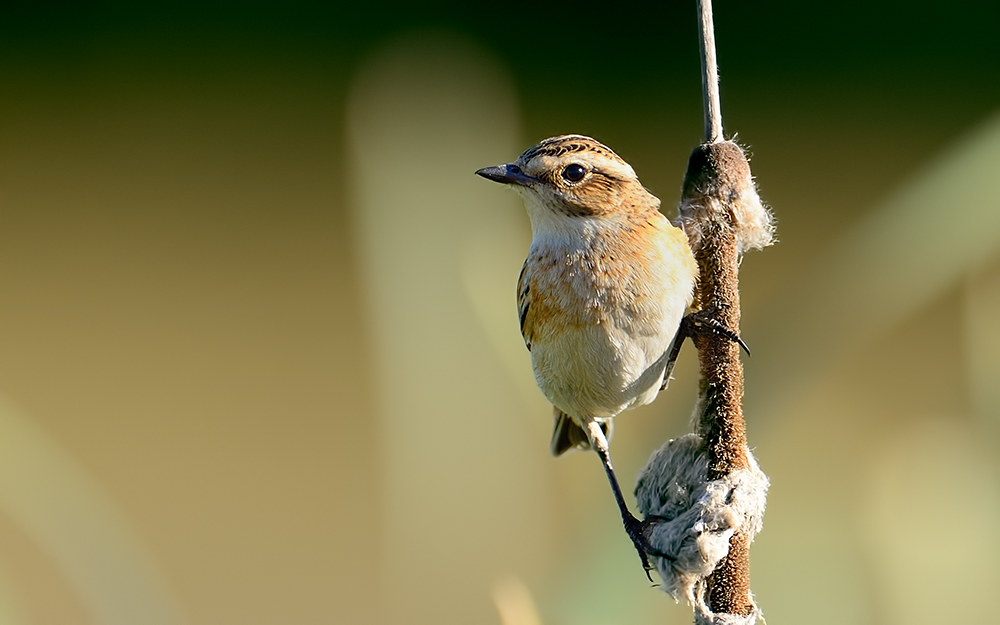Whinchat