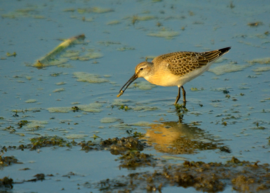 Curlew Sandpiper