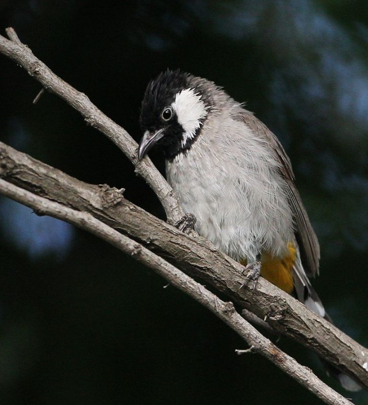 White-eared Bulbul