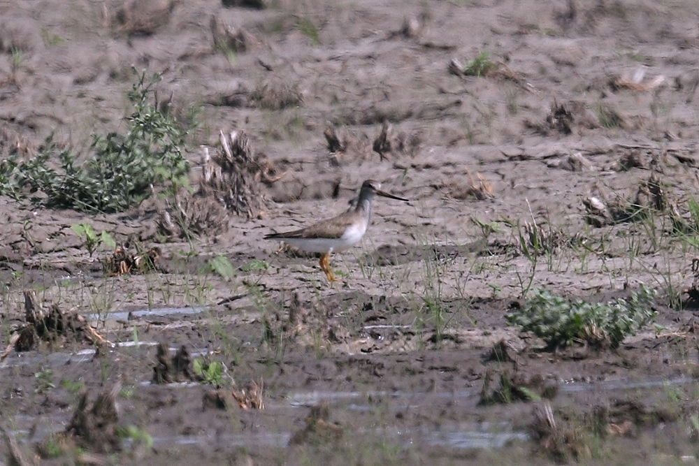 Terek Sandpiper