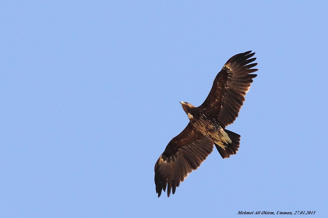 Greater Spotted Eagle