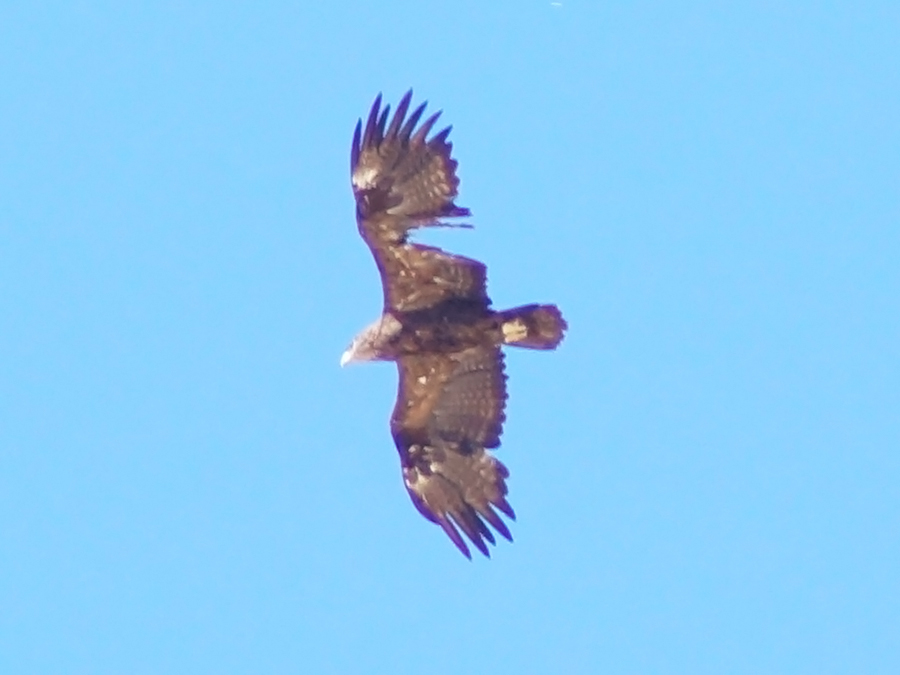 Greater Spotted Eagle