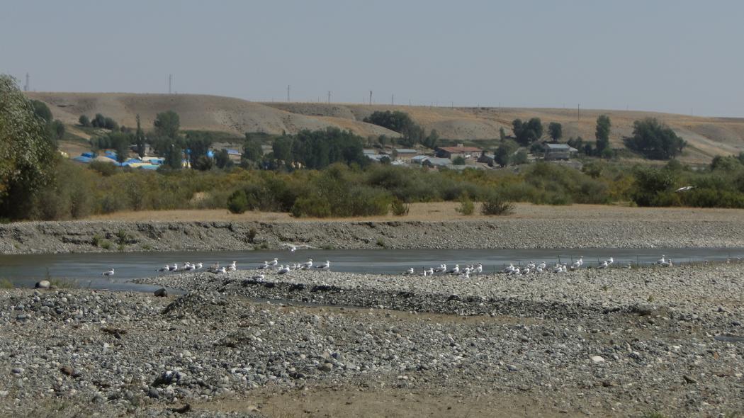 Van Gölü Martısı