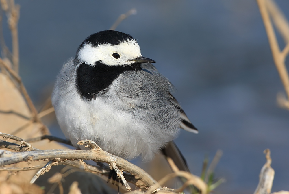 White Wagtail