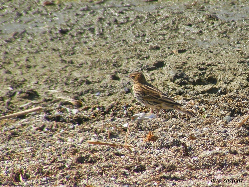 Red-throated Pipit