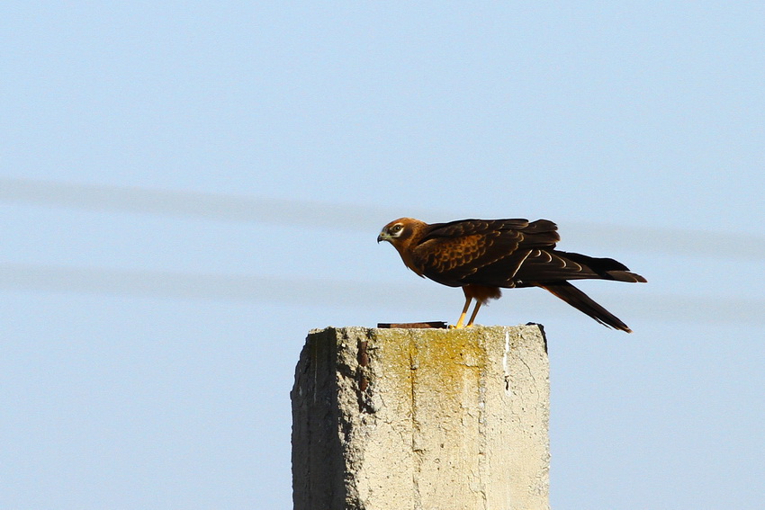 Montagu`s Harrier