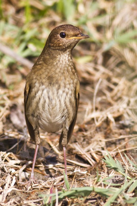 Thrush Nightingale