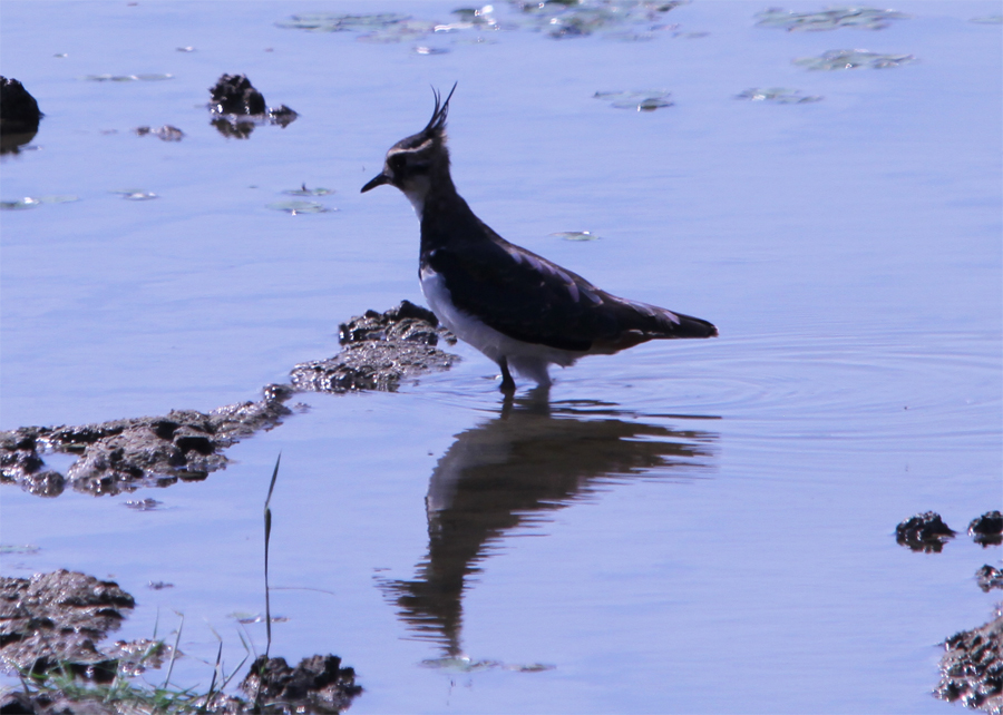 Northern Lapwing