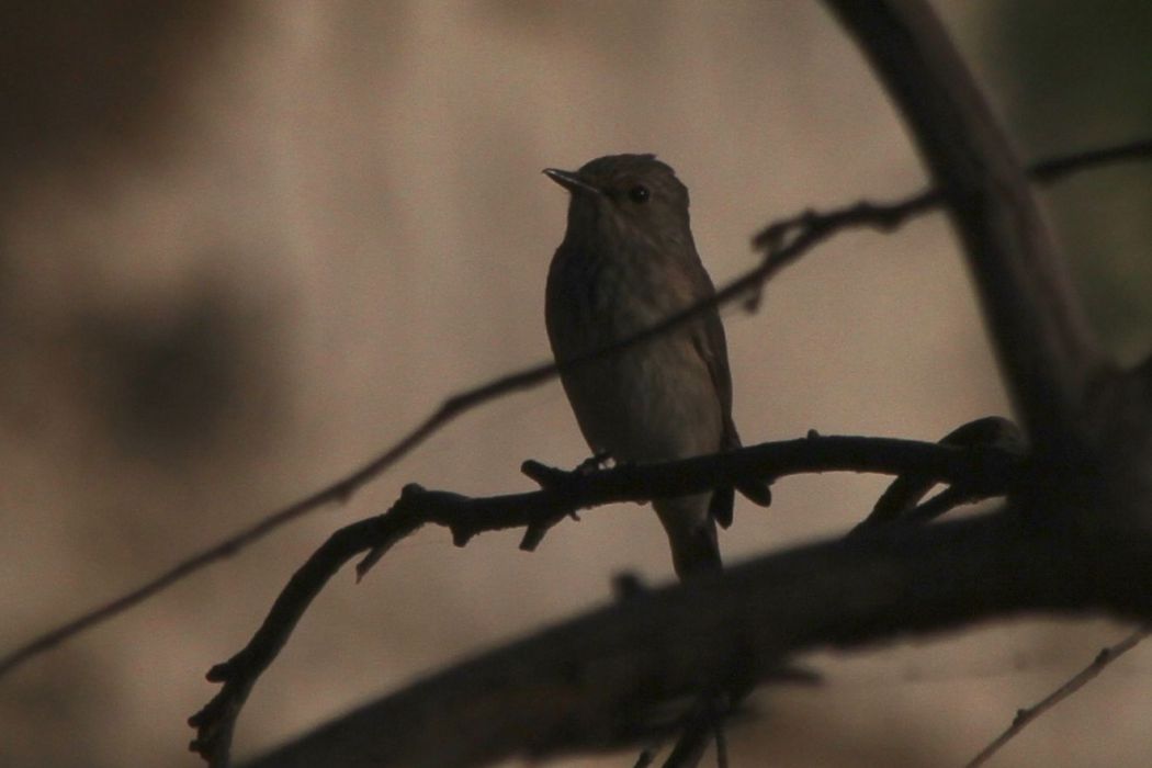 Spotted Flycatcher