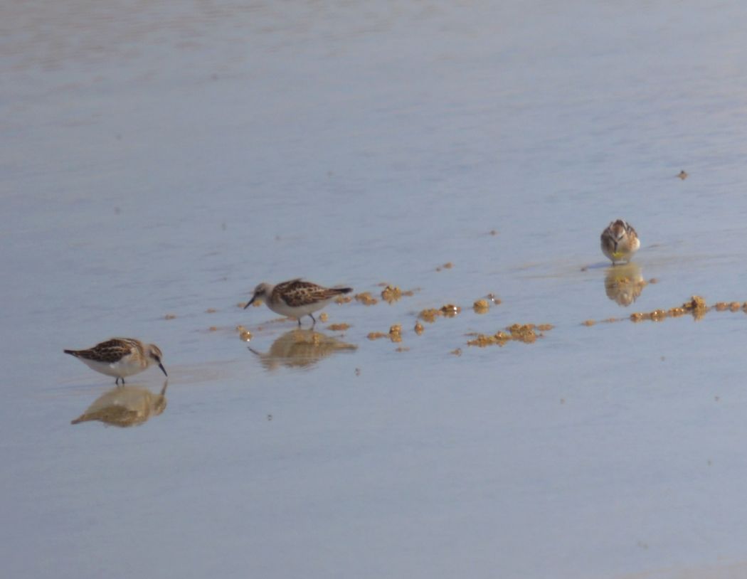 Little Stint