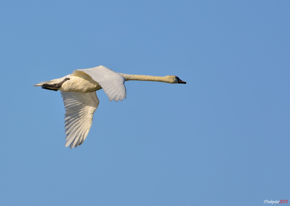 Mute Swan