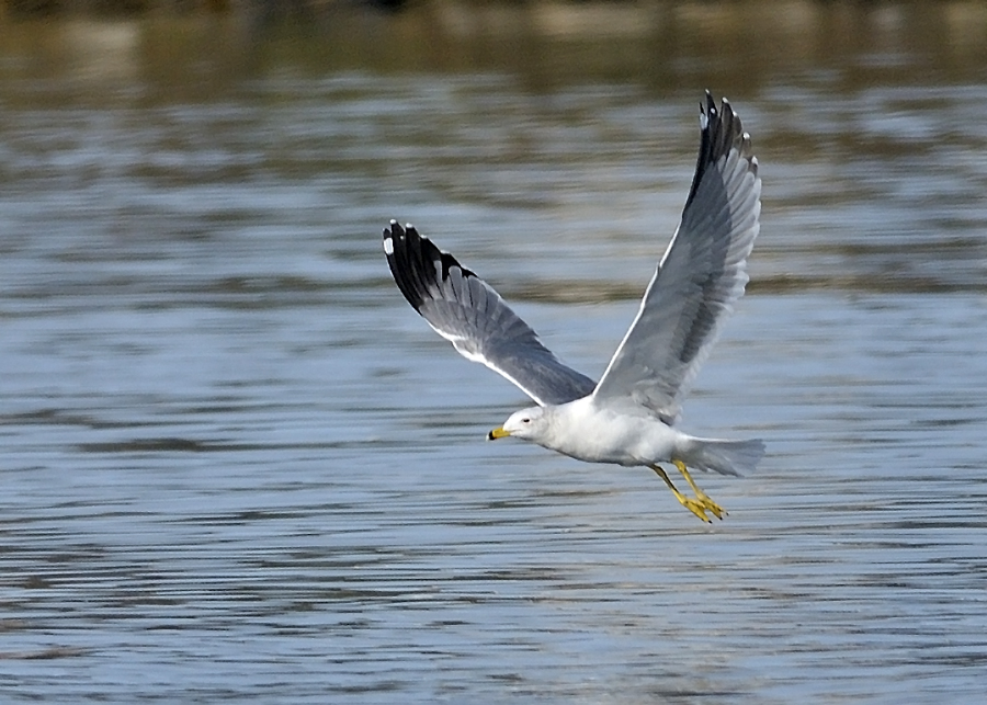 Armenian Gull