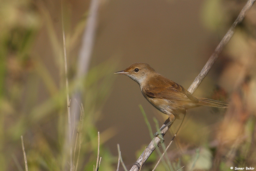 Common Reed Warbler