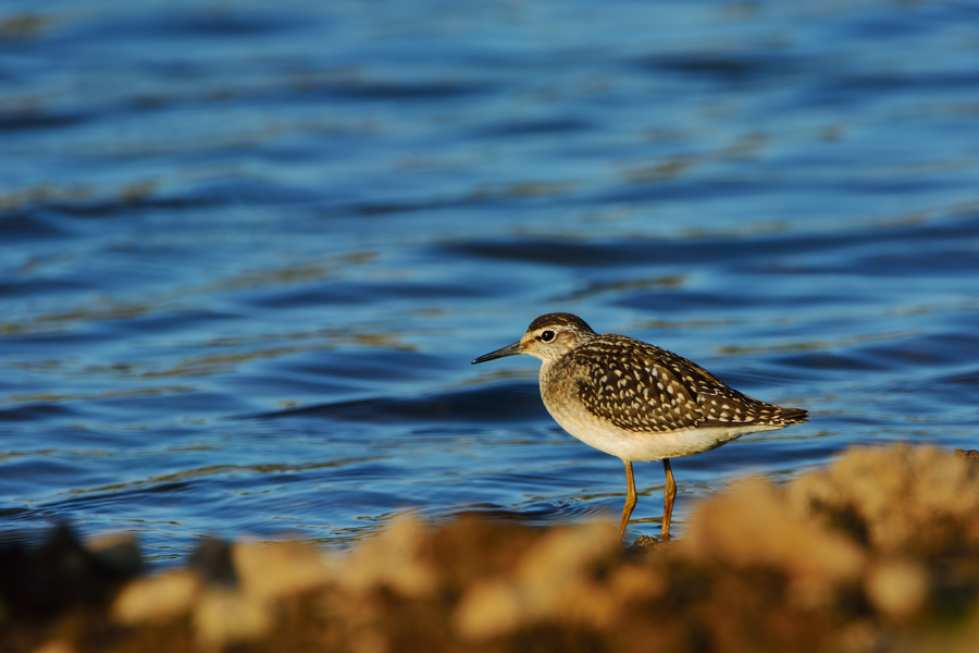 Wood Sandpiper