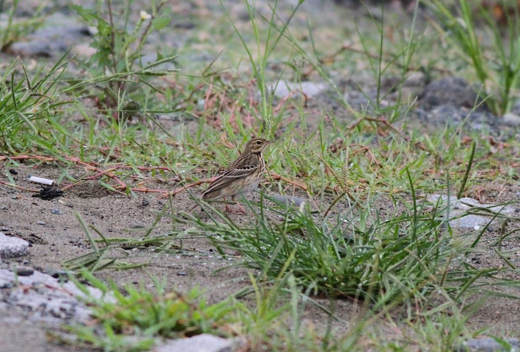 Tree Pipit