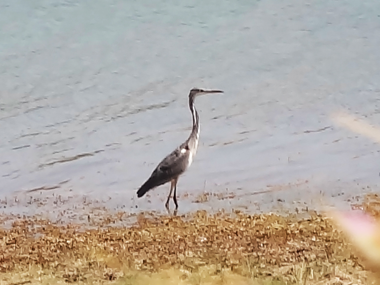 Grey Heron