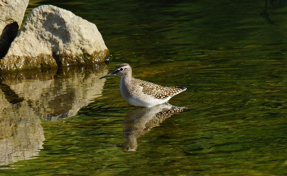 Wood Sandpiper