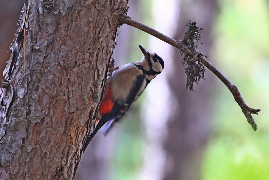 Great Spotted Woodpecker
