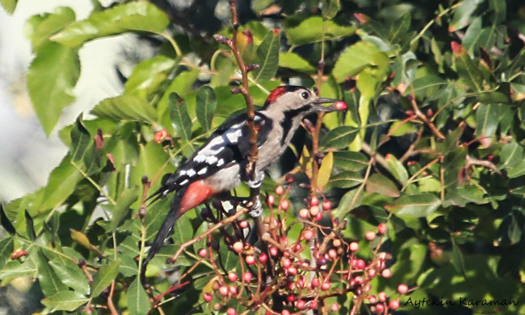 Syrian Woodpecker