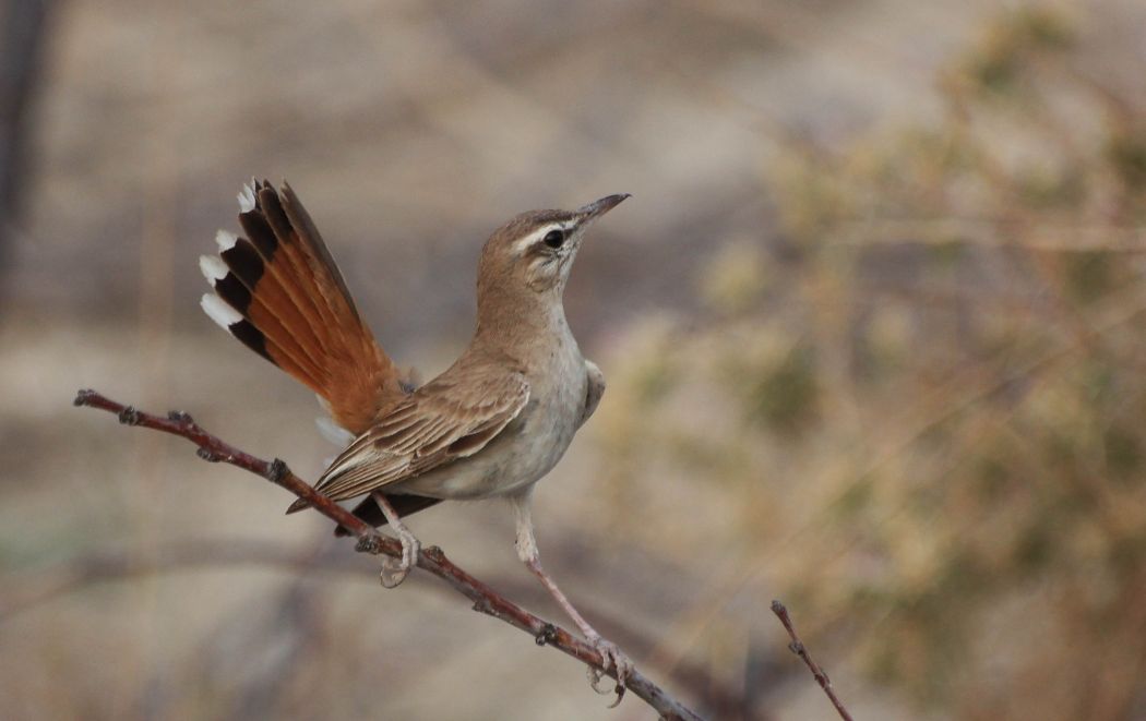 Rufous-tailed Scrub Robin