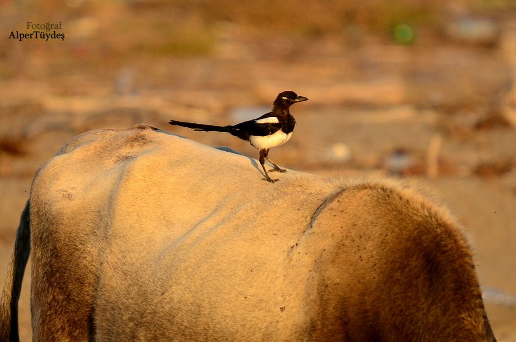 Eurasian Magpie