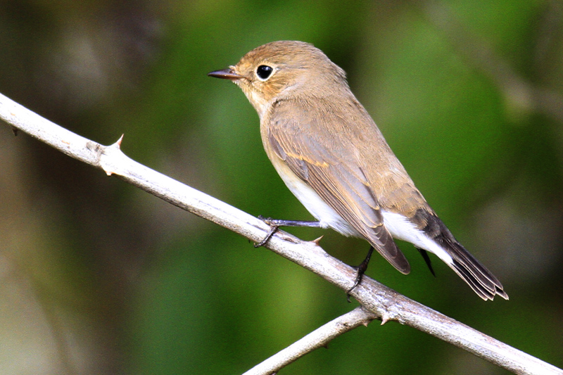 Red-breasted Flycatcher
