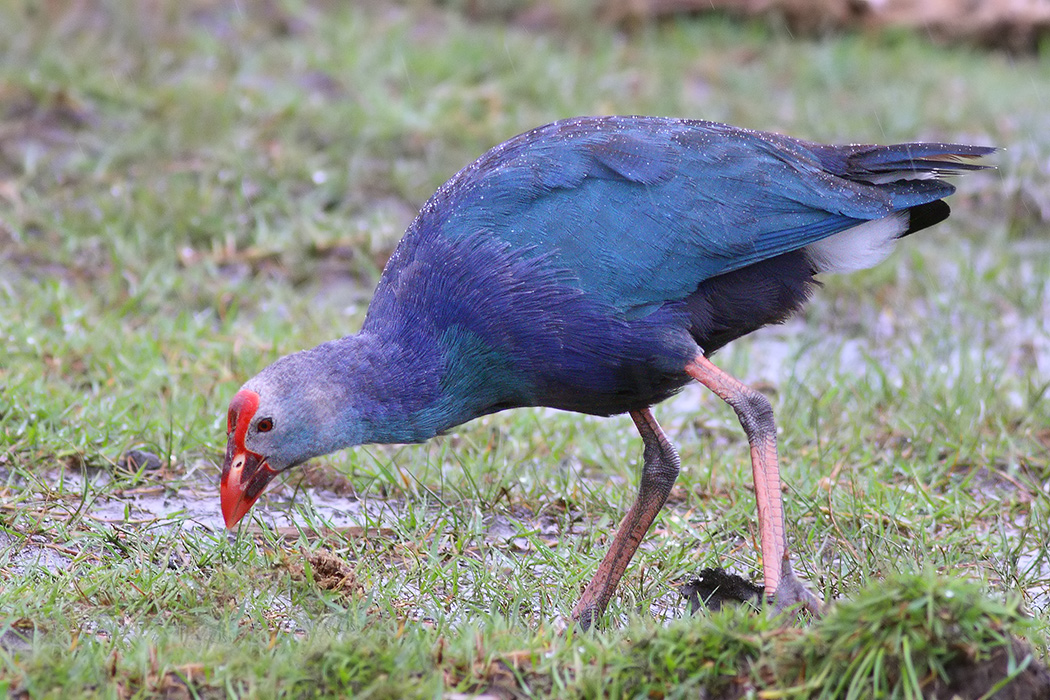Grey-headed Swamphen