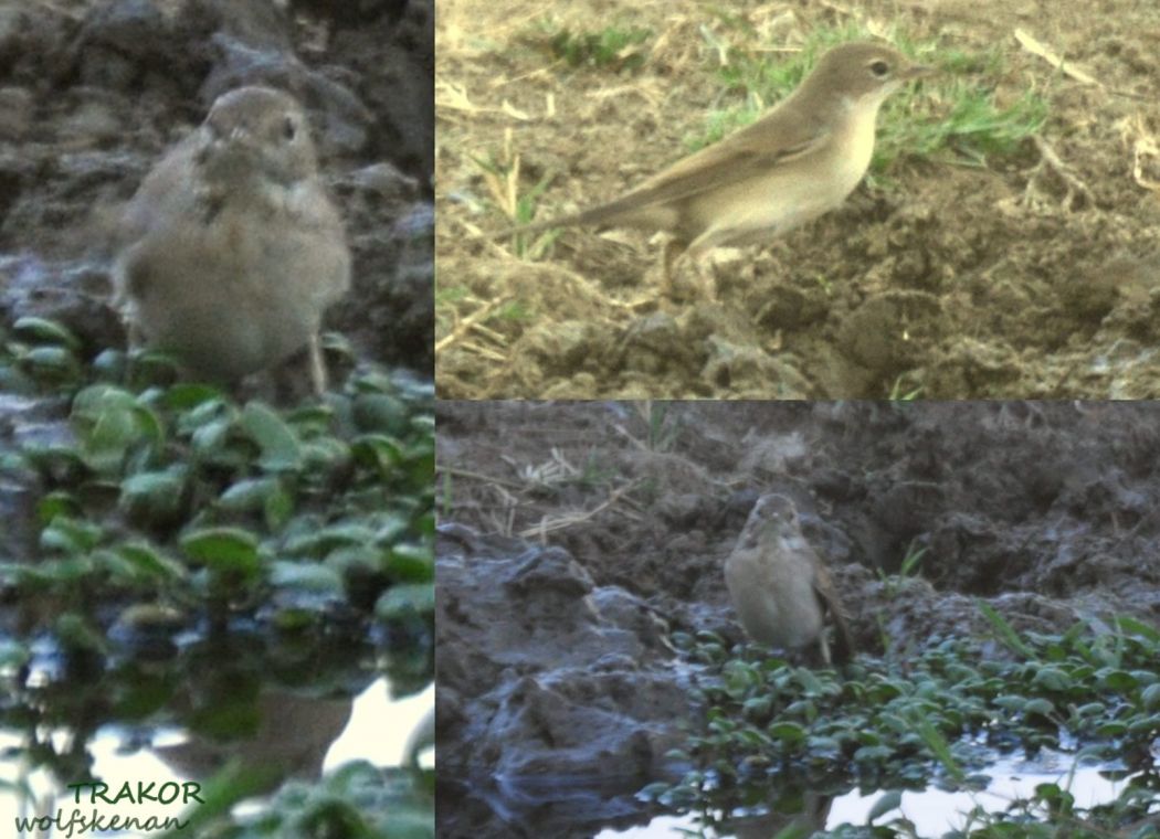 Garden Warbler