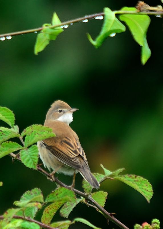 Common Whitethroat