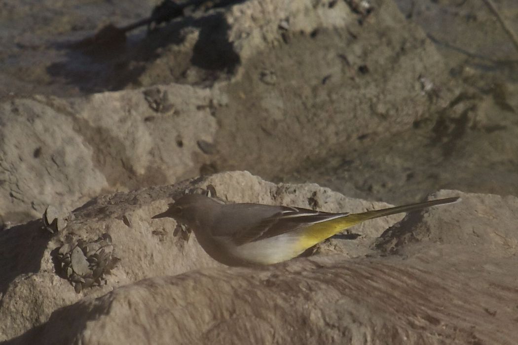 Grey Wagtail