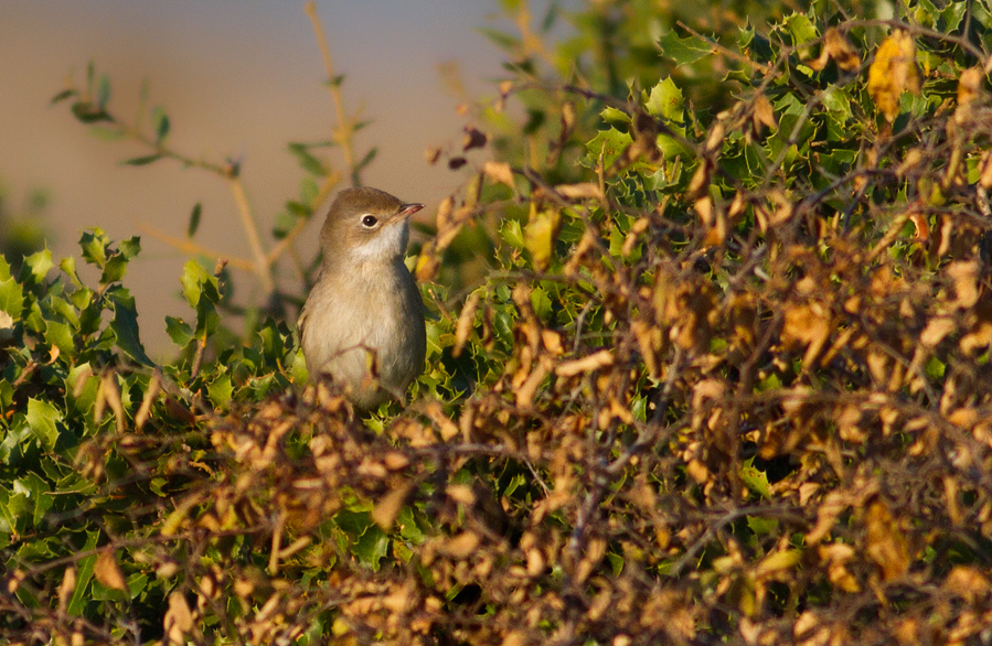 Common Whitethroat