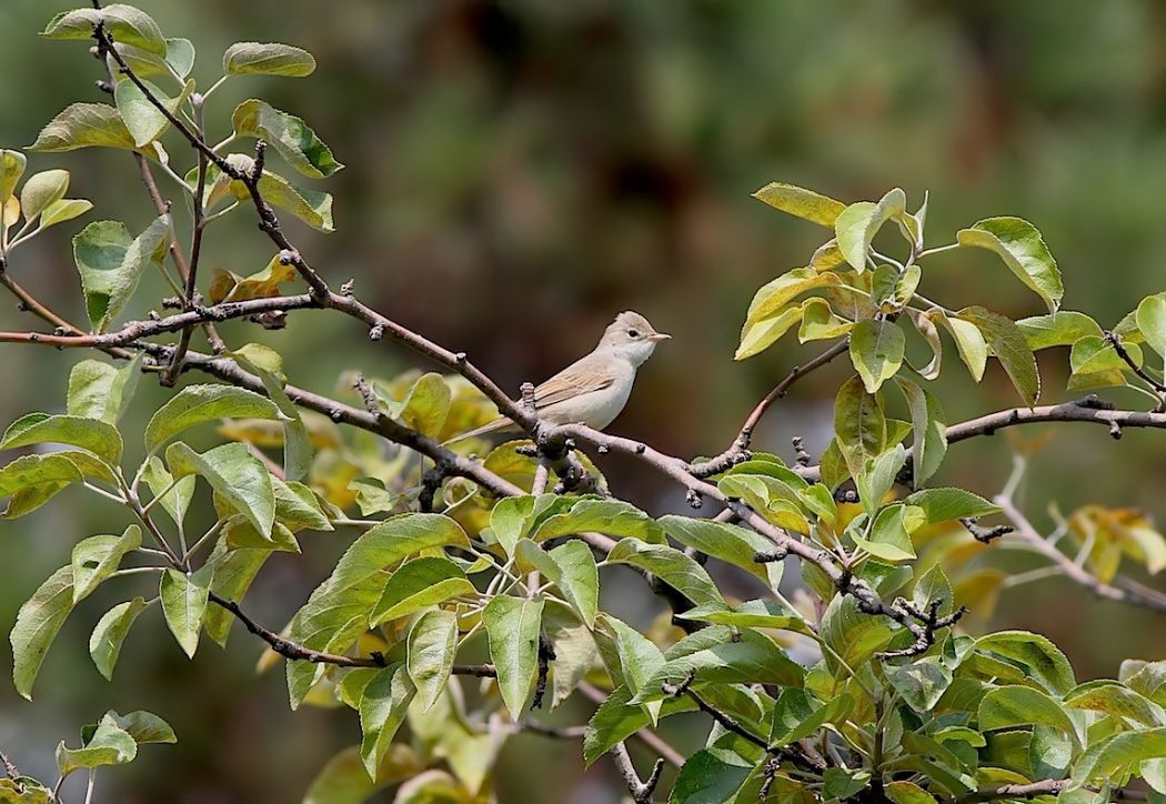Common Whitethroat