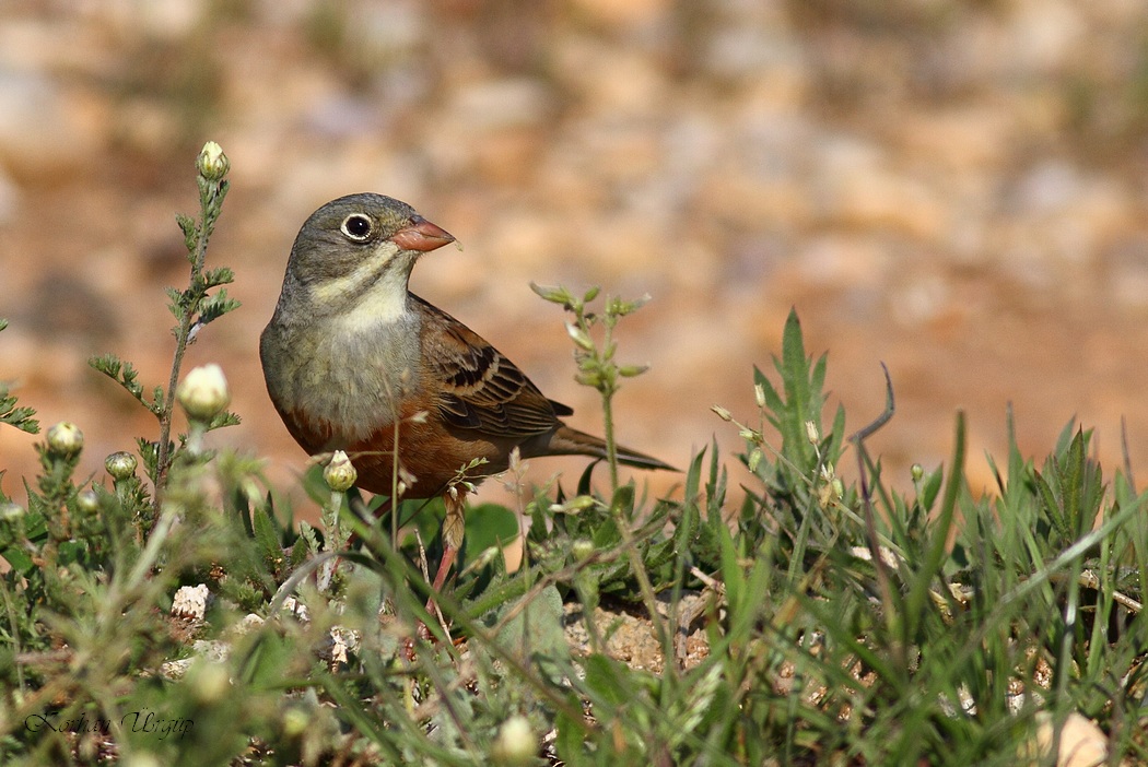 Ortolan Bunting