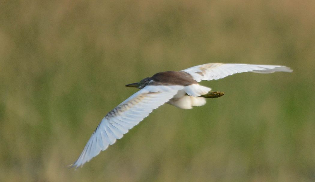 Squacco Heron