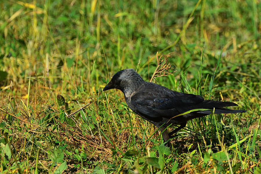 Western Jackdaw