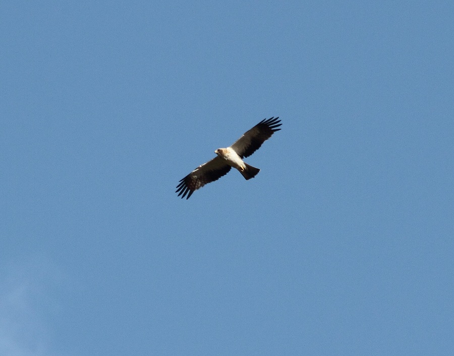 Küçük Kartal